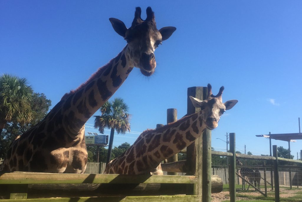 gulf-breeze-zoo-giraffe-feeding-area